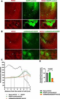 The Kainate Receptor Subunit GluK2 Interacts With KCC2 to Promote Maturation of Dendritic Spines